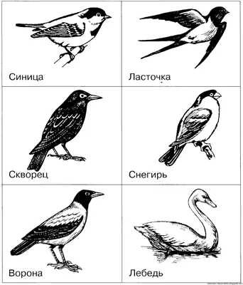 Перелетные птицы рисунок карандашом - 66 фото