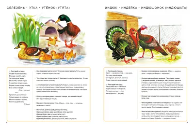 Pin de VolgaViki en Мамы и детёныши | Mascotas, 1440x2560 wallpaper, Pajaros