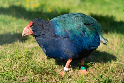 25 редких птиц выпорхнули в дикую природу из Новосибирского зоопарка ⋆ НИА  "Экология" ⋆