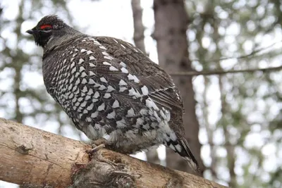 Зоозащитники в Новой Зеландии выпустили на волю ранее признанных вымершими  птиц - Рамблер/новости