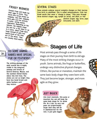 Иллюстрация 1 из 1 для Мир животных. Упражнения на проверку и закрепление  знаний дошкольников | Лабиринт - книги. Источник: Лабиринт