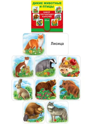 Детёныши животных в натуральную величину. Фогато В. — купить книгу в Минске  — 