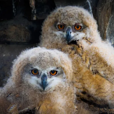 Красноярцев просят не спасать детёнышей диких птиц и животных. Красноярский  рабочий