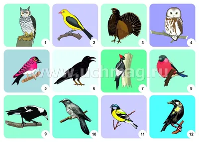 Картинки домашние и дикие птицы для детей - 58 фото