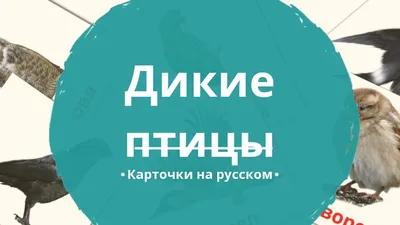 Там где нет человека: исследователи показали как живут дикие птицы в  Чернобыле - novosti-kiev - Тренди