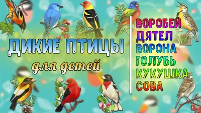 Дикие птицы Векторное изображение ©kharlamova_lv 61081639