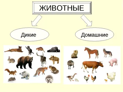 Развивающее задание Найди тень диких животных | Занятия по методу  монтессори, Дикие животные, Визуальные сенсорные развлечения