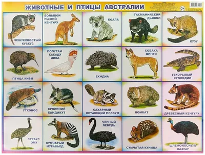 Характеристики модели "Животные и птицы Австралии. Плакат" — Учебная  литература — Яндекс Маркет