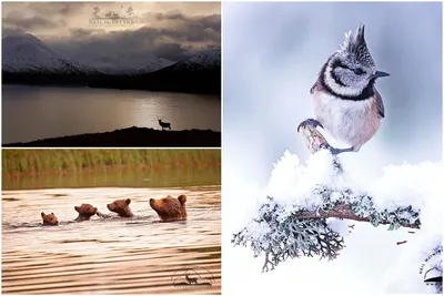 Дикие животные и птицы на снимках Нила Макинтайра