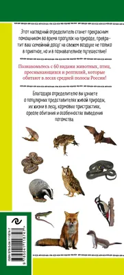 Животные и птицы. Дикие обитатели русского леса Михаил Куценко - купить  книгу Животные и птицы. Дикие обитатели русского леса в Минске —  Издательство Эксмо на 