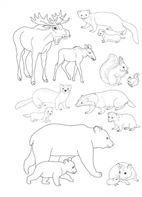 Иллюстрация 2 из 3 для Дикие животные наших лесов и их детеныши - Татьяна  Куликовская | Лабиринт -