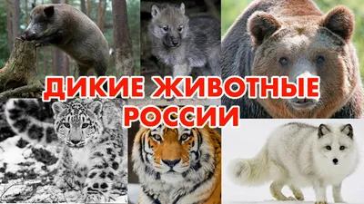 Плакат Дикие животные. Домашние животные. Птицы перелетные,зимущие.России.Африки.Америки  купить по цене 190 ₽ в интернет-магазине KazanExpress