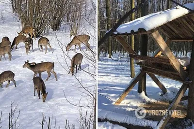 Детский мастер-класс «Макет «Жизнь лесных животных и птиц зимой» (17 фото).  Воспитателям детских садов, школьным учителям и педагогам - Маам.ру