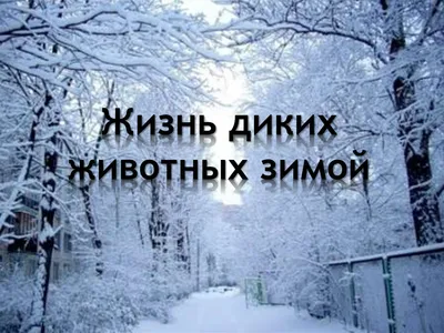 Рекомендации логопеда для родителей по лексической теме: "Дикие животные  наших лесов" - 22 Января 2014 - Блоги - Международное сообщество педагогов  "Я - Учитель!"