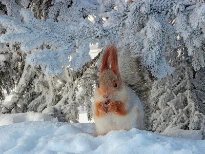 Чем и как правильно подкармливать птиц и животных зимой? | Вдохновение  (Огород.ru)