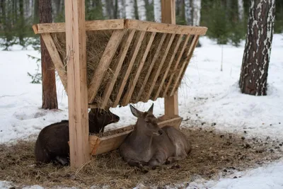 Москвичам рассказали, как специалисты подкармливают диких животных зимой