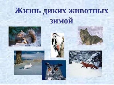 Пережить зимнюю «бескормицу». Как серовские охотоведы поддерживают зимой  лесных зверей и птиц | СЕРОВСКИЙ РАБОЧИЙ – газета с вековой историей