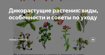 Атлас дикорастущих растений Ленинградской области Товарищество научных  изданий КМК 11113226 купить в интернет-магазине Wildberries