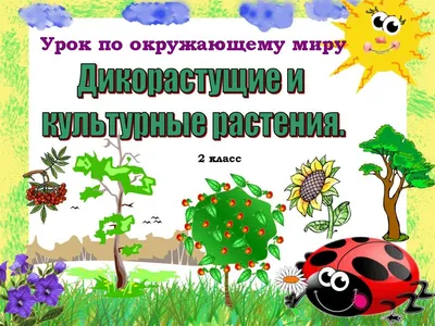 Практическая работа 6 класс "Опредделение групп дикорастущих растений"