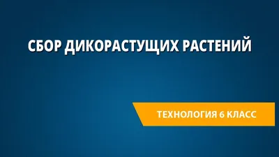 ГДЕ МОЖНО ВЗЯТЬ ДИКОРАСТУЩИЕ РАСТЕНИЯ ИЗ ЛЕСНЫХ НАСАЖДЕНИЙ ГРАЖДАНАМ ДЛЯ  ОЗЕЛЕНЕНИЯ НАСЕЛЕННЫХ ПУНКТОВ » Государственное лесохозяйственное  учреждение Ляховичский лесхоз