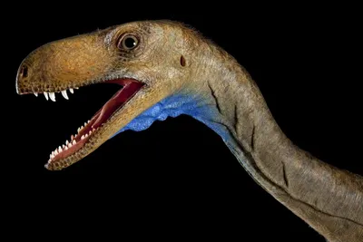 Ученые открыли два вида крупных динозавров, похожих на крокодилов - РИА  Новости, 