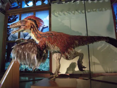 Зубы динозавра-росомахи возрастом 168 млн лет нашли в Великобритании | РБК  Life