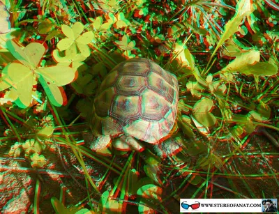 3d  фото черепахи в 3d очках