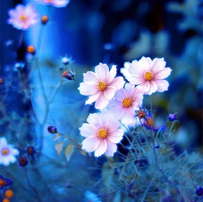 Красивые картинки цветы на аву - 76 фото