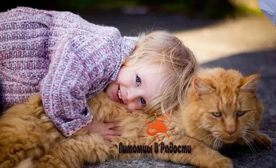 Песенки для детей - Рыжая кошка , развивающая, обучающая песенка про кошку  - YouTube