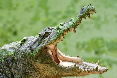 Купить Starspuff крокодиловые зубы игрушки игры для детей, крокодил кусает  пальцы стоматологические игры забавные игрушки большой крокодил | Joom