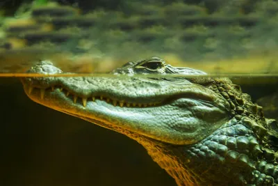 Фигурка животного Derri Animals Крокодил Гангский гавиал, для детей,  игрушка коллекционная декоративная, 87309, 21х6,7х3,5 см - купить с  доставкой по выгодным ценам в интернет-магазине OZON (676495613)
