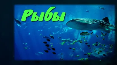 Рыбы. Детям про рыб - YouTube