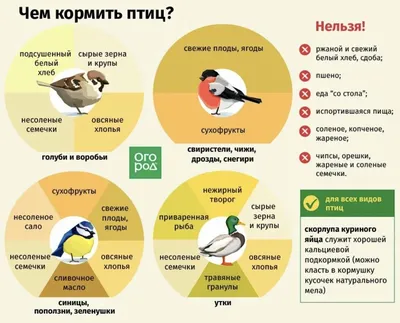 Фотоотчет по изучению темы «Зимующие и перелетные птицы» в старшей группе  (6 фото). Воспитателям детских садов, школьным учителям и педагогам -  Маам.ру