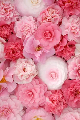 Обои розовые цветы, фон, цветы на рабочий стол