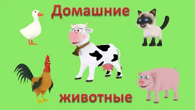 Первая фотокнига малыша. Животные - Vilki Books