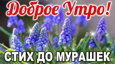 🌹ДО СЛЁЗ КАК ТРОГАТЕЛЬНО!🌹 ДОБРОЕ УТРО! С Добрым Утром! Музыкальная  открытка | СТИХ О МАМЕ - YouTube