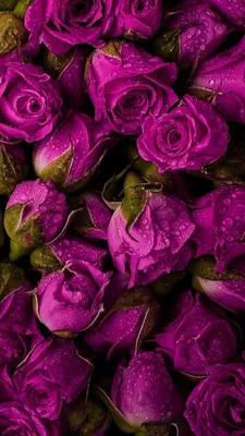 красивые цветы розы египетской обои Фон Обои Изображение для бесплатной  загрузки - Pngtree