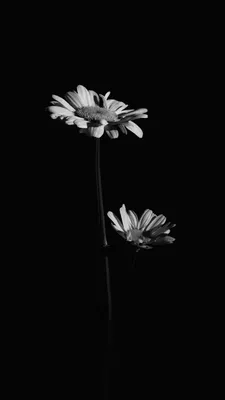 Скачать 800x1200 цветы, полевой, темный обои, картинки iphone 4s/4 for  parallax