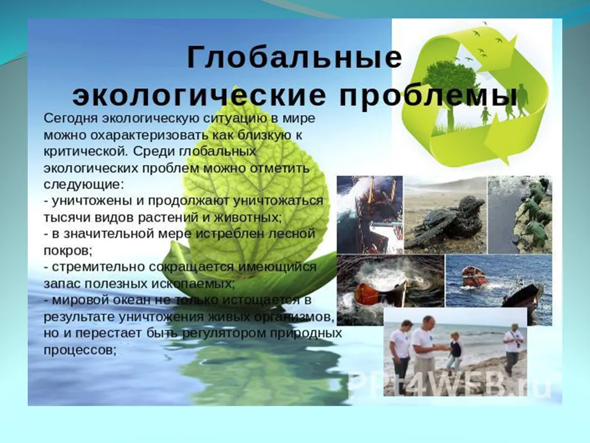Экология и ее значение 9 класс. Экология презентация. Доклад на тему экология. Рассказ про экологию. Слайд на тему экология.