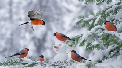 Шаблон для презентации — Птицы зимой🕊 • Фоник | 