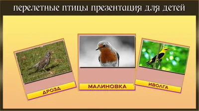 Мультик Презентация птиц и их пение | Образование детей, Природоведение,  География для детей