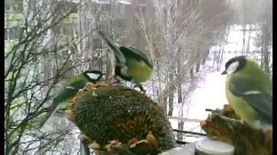 Шаблон для презентации — Птицы🦅 • Фоник | 