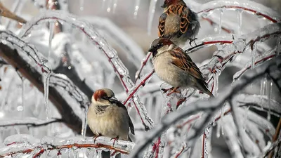 Шаблон для презентации — Птицы зимой🕊 • Фоник | 