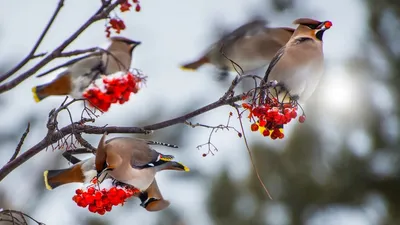 Шаблон для презентации — Птицы зимой🕊 • Фоник | 