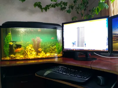Обои петушок, рыбка, аквариум, вода, красный картинки на рабочий стол, фото  скачать бесплатно
