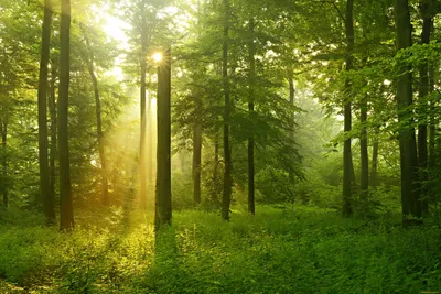 Обои лес, туман, вид сверху, деревья, небо картинки на рабочий стол, фото  скачать бесплатно