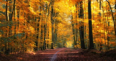 Осенний пейзаж красивая картинка обои для рабочего стола