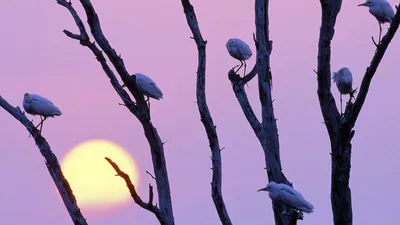 Обои Рисованное Животные: птицы, обои для рабочего стола, фотографии  рисованное, животные, птицы, розовый, цветок, колибри, птица Обои для рабочего  стола, скачать обои картинки заставки на рабочий стол.