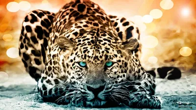 Фон рабочего стола где видно молодой леопард, дикие животные, фото, Young  leopard, wild animals, photo