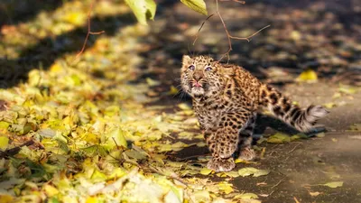 Обои с животными на рабочий стол, картинки животных, фото домашние животные,  обои hd